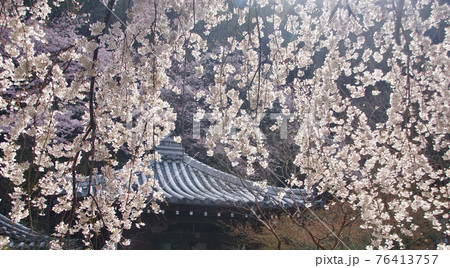 地福院　満開の枝垂れ桜　大阪府阪南市山中渓 76413757