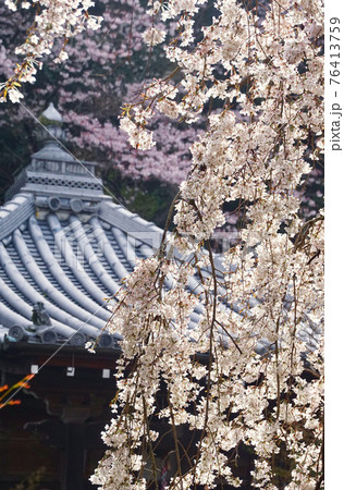 地福院 満開の枝垂れ桜 大阪府阪南市山中渓 地福院 満開の枝垂れ桜 大阪府阪南市山中渓 76413759
