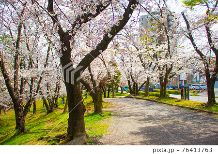 公園内の道沿いに咲く桜の木と足元を覆う芝生 公園内の道沿いに咲く桜の木と足元を覆う芝生 76413763