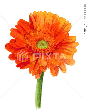 アナログ水彩ガーベラの花オレンジ色のイラスト素材