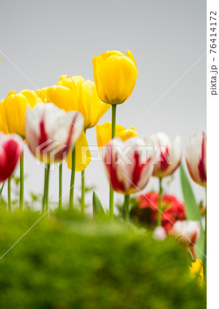 花畑 花 チューリップ 76414172