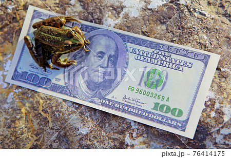 image of frog money banknote 76414175