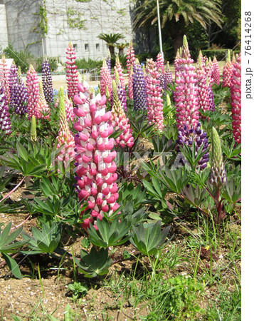 桃色のルピナスの花 桃色のルピナスの花 76414268