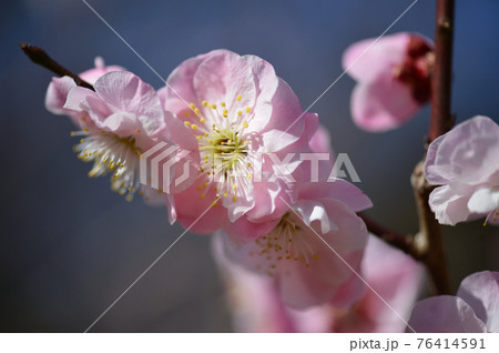 梅の種類 蝶の羽重ね ピンクの写真素材