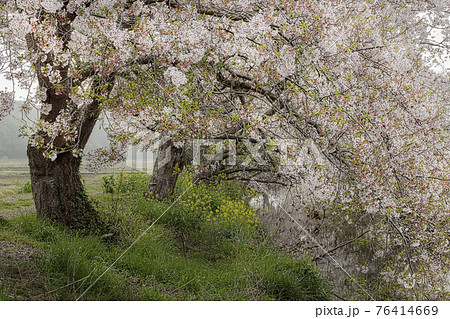 千葉県白井市今井地区の満開の桜並木 76414669