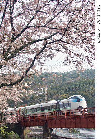 満開のサクラの山中渓駅付近を走るパンダくろしお号　大阪府阪南市 76414831