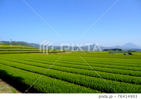 美しい開聞岳の見える知覧の茶畑の景色 76414903