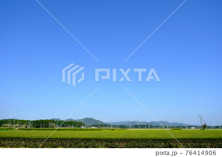 知覧の広大な茶畑の風景 76414906