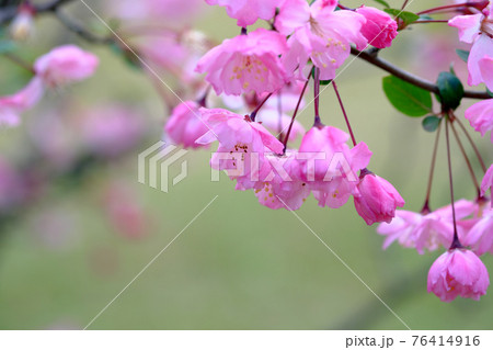 下を向く可愛いピンク色のサクラの花の写真素材