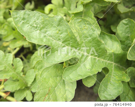 Green leaves Green leaves 76414940