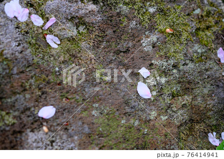 苔の上に散る桜の花びら 苔の上に散る桜の花びら 76414941