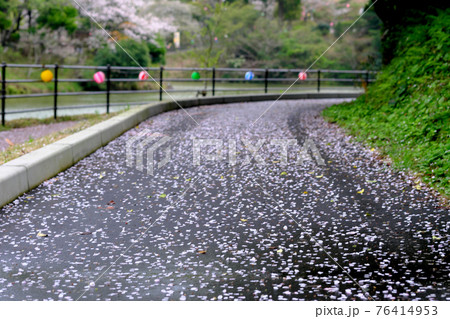 ピンク色に染まる桜の花びらの道 ピンク色に染まる桜の花びらの道 76414953