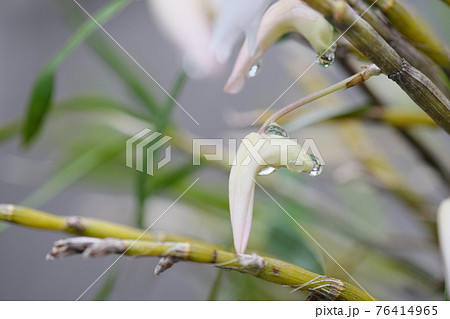 水滴のついた美しい白花蘭の蕾 76414965