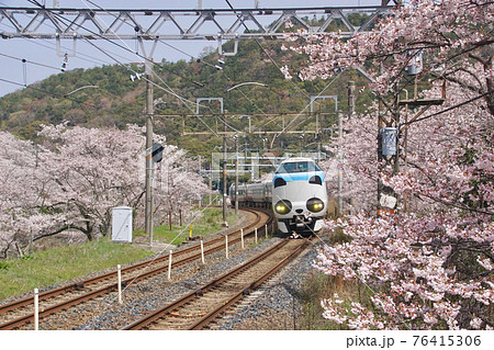 満開のサクラの山中渓駅を通過するパンダくろしお号 大阪府阪南市 満開のサクラの山中渓駅を通過するパンダくろしお号 大阪府阪南市 76415306