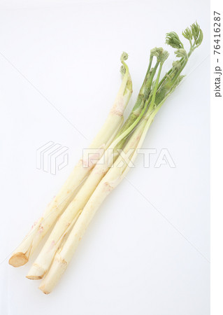 山ウド 山ウド 76416287