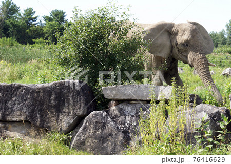 Elephant Walking Through Elephant Walking Through 76416629