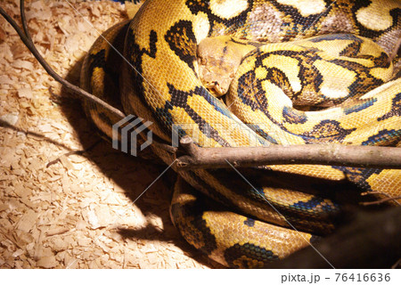 Closeup View of a Snake 76416636