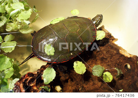 North American Painted Turtle 76417436