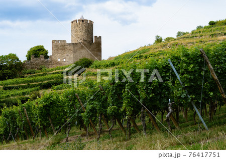 Vineyards and castle ruins of Keysersberg, winemaking village in Alsace (france) Vineyards and castle ruins of Keysersberg, winemaking village in Alsace (france) 76417751
