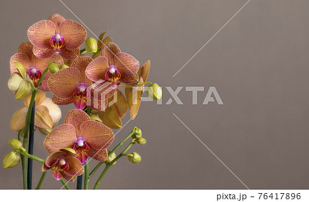 orchids with space for text 76417896