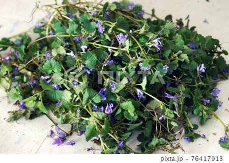 Fresh Creeping Charlie Herb 76417913