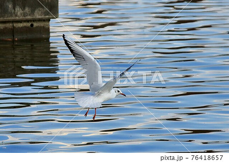 羽ばたくユリカモメ　 76418657