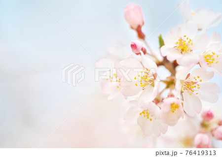 美しく咲いた江戸彼岸桜と空 76419313