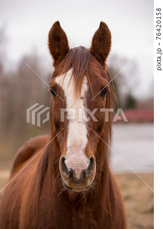 Horse on nature. Portrait of a horse, brown horse 76420158