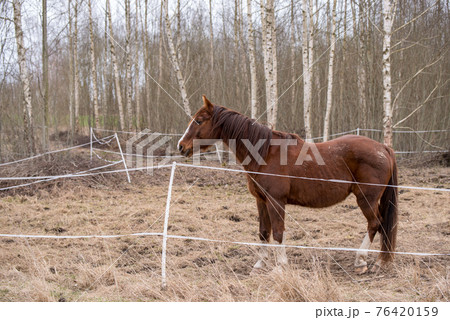 Horse on nature. Portrait of a horse, brown horse 76420159