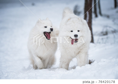 Beautiful fluffy two Samoyed white dogs is playing in the winter forest Beautiful fluffy two Samoyed white dogs is playing in the winter forest 76420178