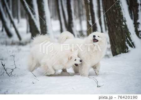 Beautiful fluffy two Samoyed white dogs is playing in the winter forest 76420190