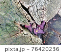 Close up of old wood with mossy and cracks textured pattern 76420236