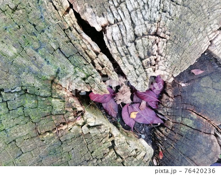 Close up of old wood with mossy and cracks textured pattern Close up of old wood with mossy and cracks textured pattern 76420236
