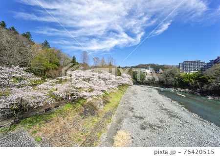 桜咲く釜の淵公園と多摩川の河原　鮎見橋から上流側の風景 76420515