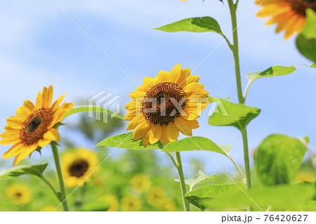 ひまわり　夏 76420627