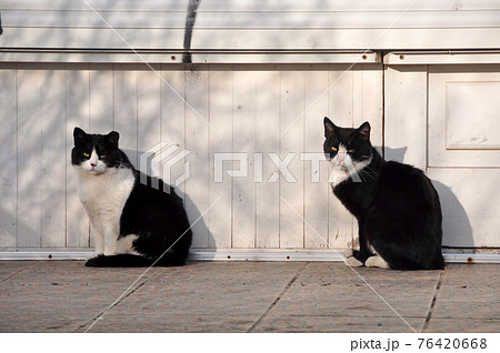Cat love. Beautiful couple of cats outside on sunny day Cat love. Beautiful couple of cats outside on sunny day 76420668