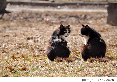 Cat love. Beautiful couple of cats outside on sunny day Cat love. Beautiful couple of cats outside on sunny day 76420670