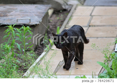 black cat walks along a path paved with paving slabs on the territory of a summer cottage. Halloween hostess. weed box in the background. black cat walks along a path paved with paving slabs on the territory of a summer cottage. Halloween hostess. weed box in the background. 76420671