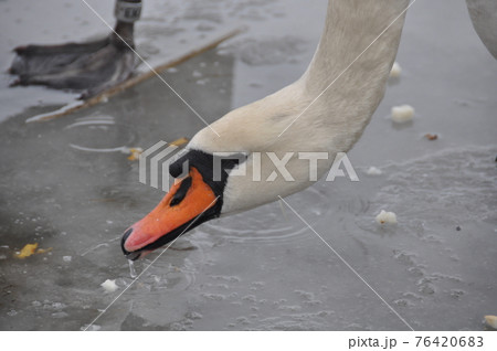White mute swans eating white bread on a frozen lake. White mute swans eating white bread on a frozen lake. 76420683