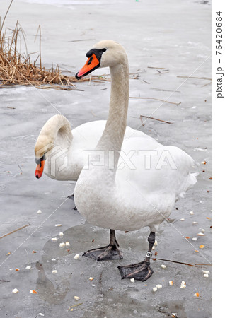 White mute swans eating white bread on a frozen lake. 76420684