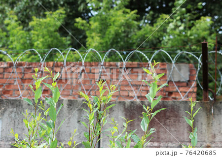 barbed wire on a brick wall background. Prison and freedom concept. barbed wire on a brick wall background. Prison and freedom concept. 76420685