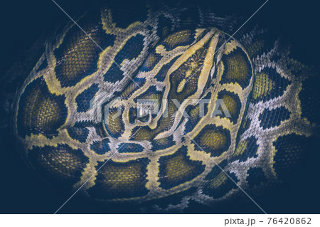 Boa snake coiled into a ring Boa snake coiled into a ring 76420862