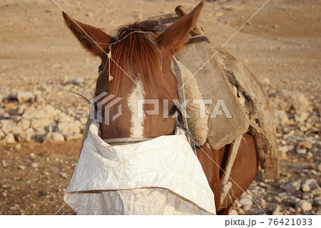 A horse at rural area 76421033