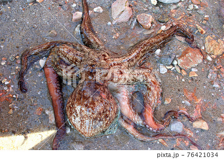 Octopus Octopus 76421034