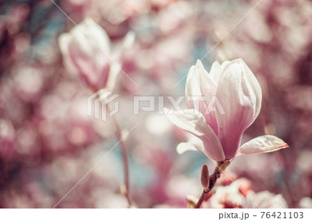 pink flowering magnolia trees in spring pink flowering magnolia trees in spring 76421103