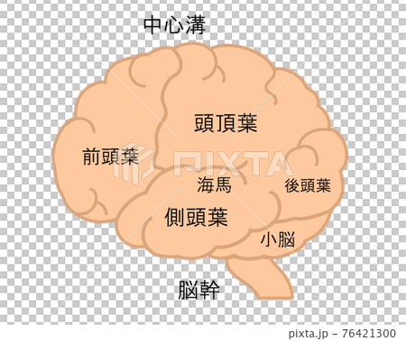 Brain name without line - Stock Illustration [76421300] - PIXTA