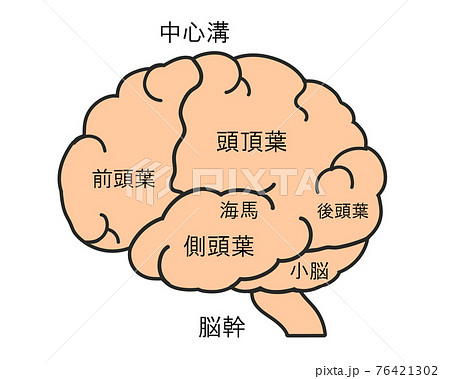 脳　名称 76421302