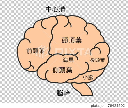 脳　名称 76421302