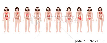 Internal organs in female body 76421396