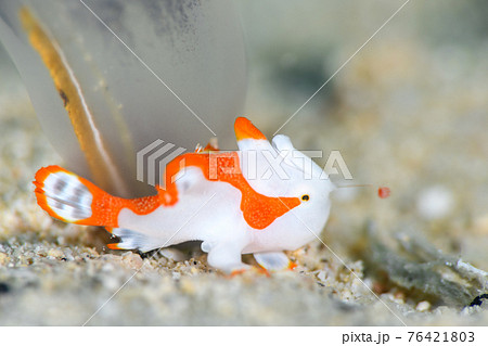 クマドリカエルアンコウ 76421803